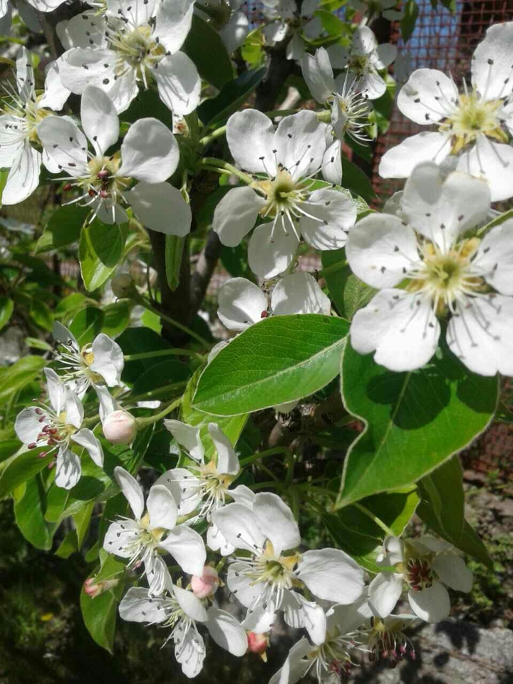 spring flowers