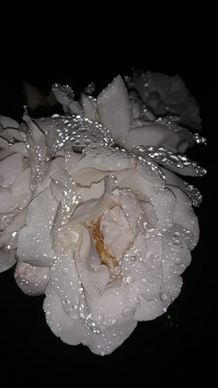 white rose in rain