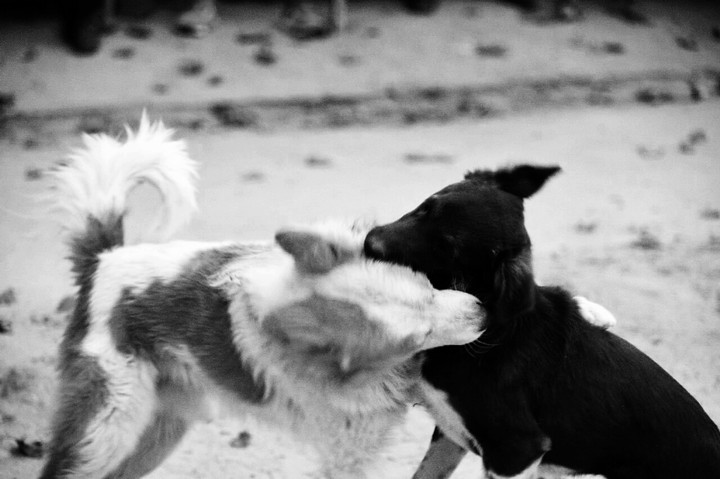 Fight with Love