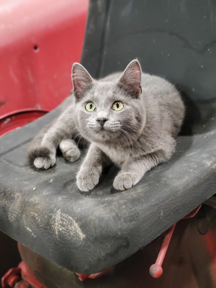 farm cat