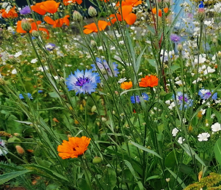 wild flowers