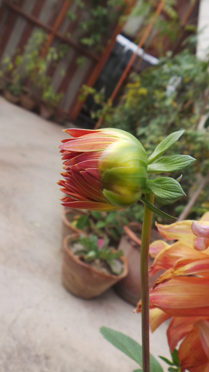 Gardens photo
