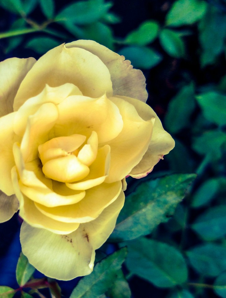 Rosa Amarela