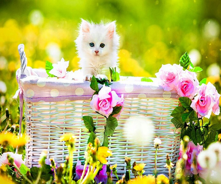kitty