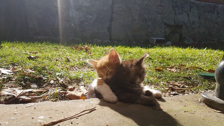 tatlılık