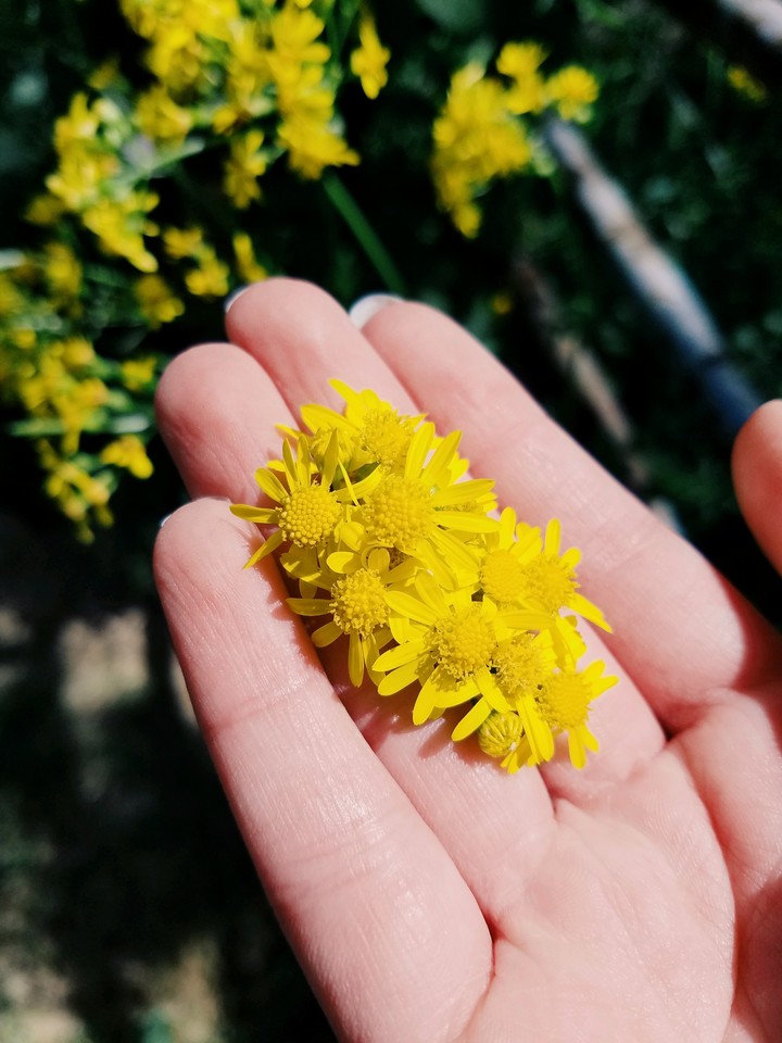 sunshine flowers