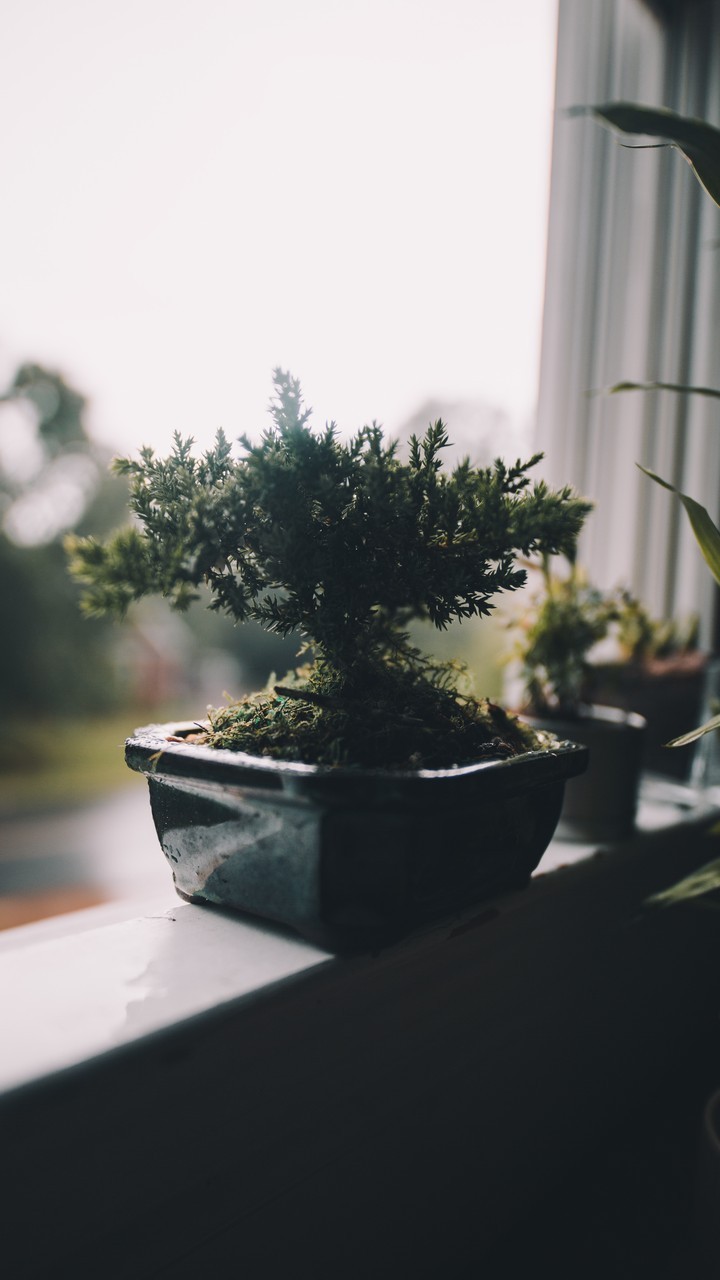 Bonsai plant (: