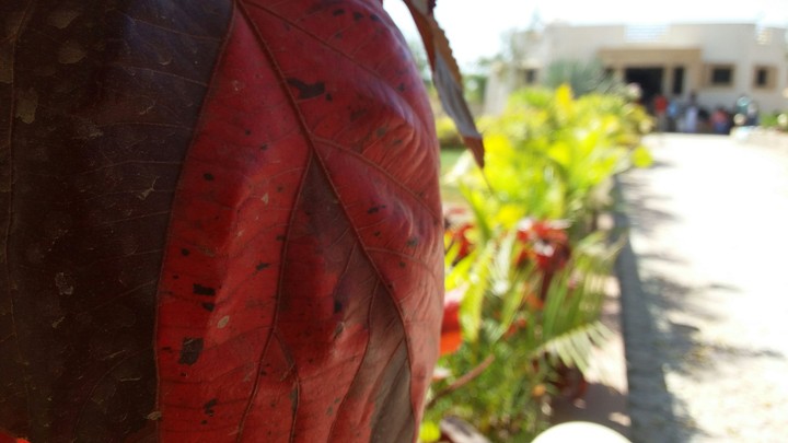 Red Leaf