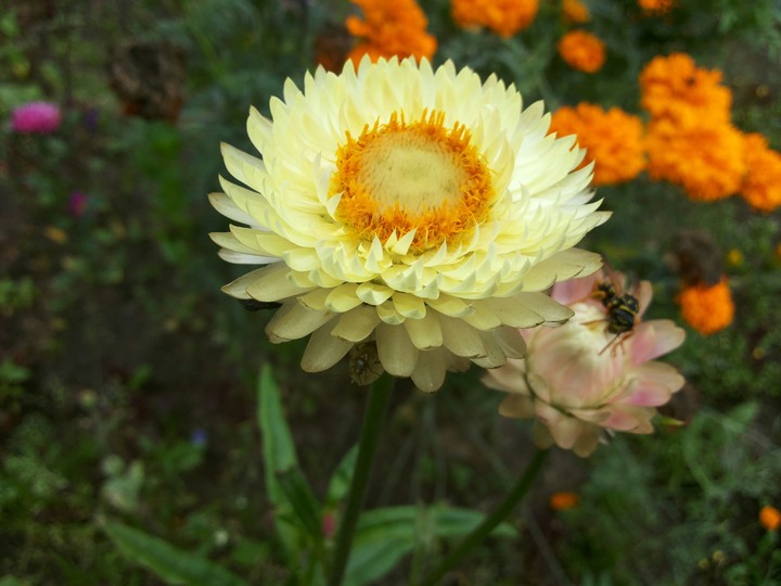Ammobium winged