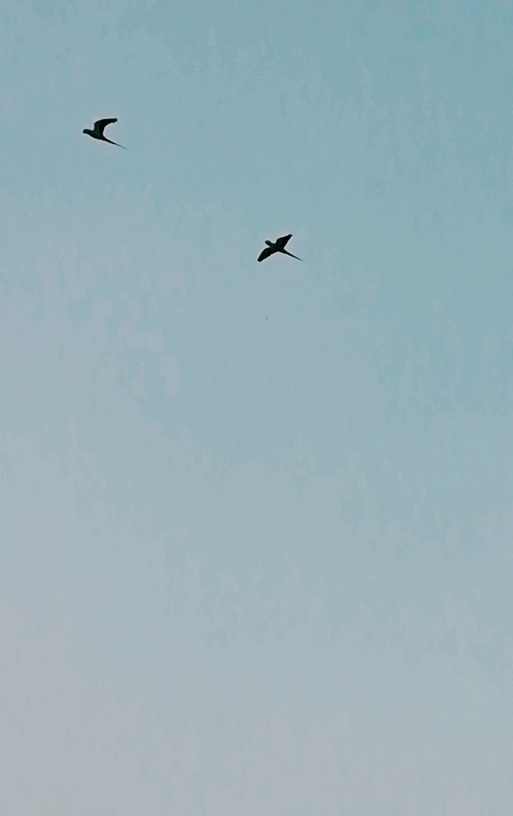 Birds