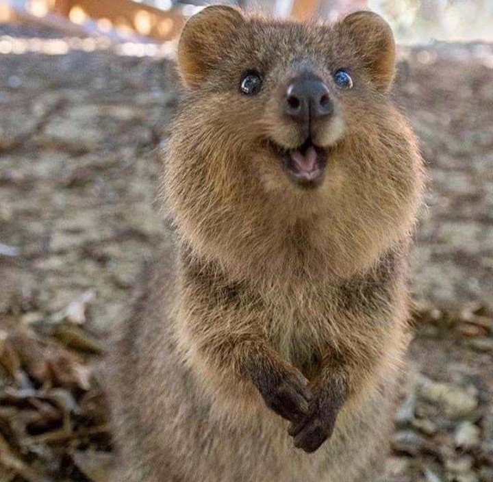 cute quokka smile