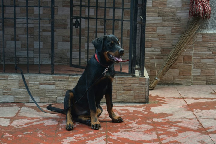 rottweiler Puppie