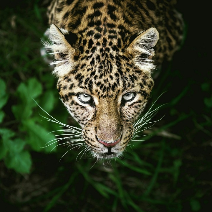 leopard