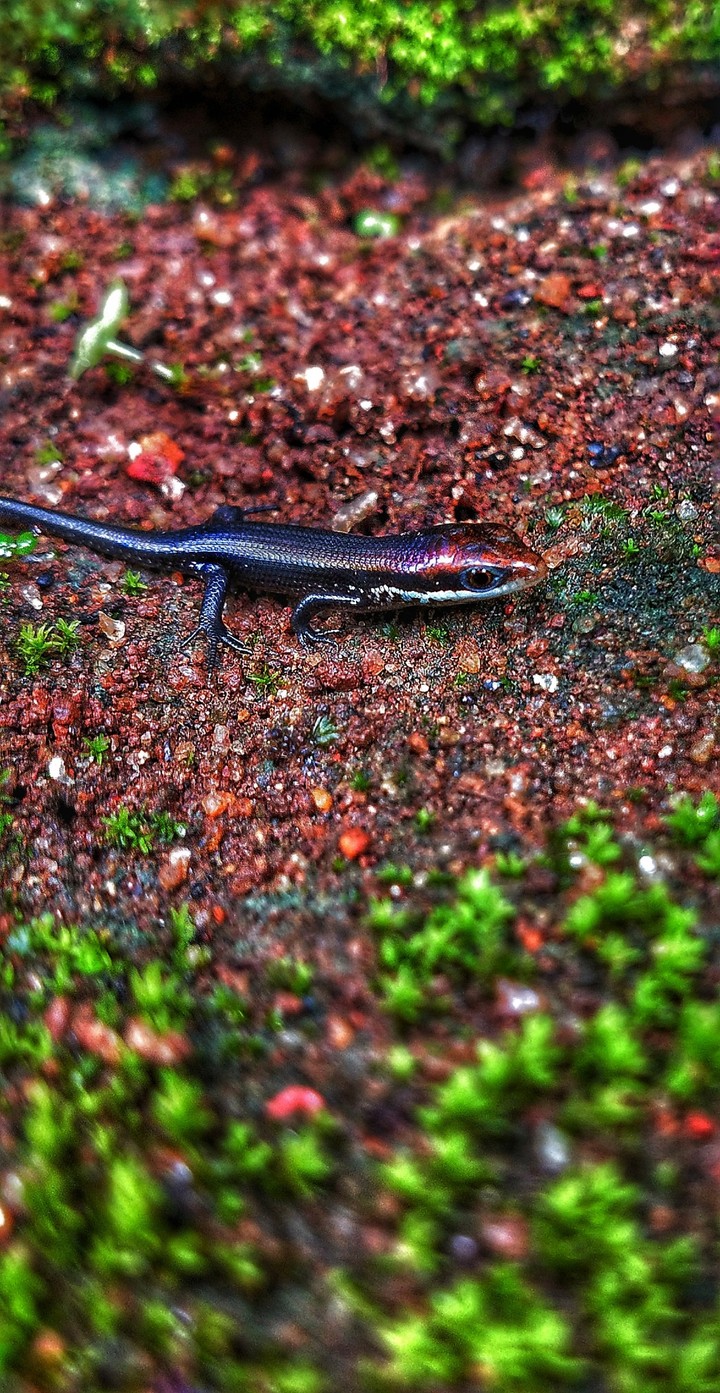 scincidae