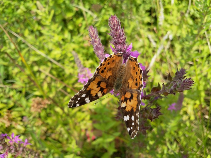 Butterfly-Kelebek
