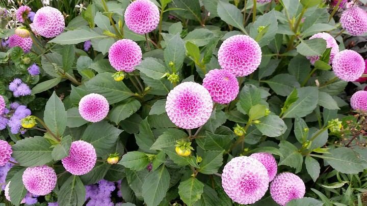 Pompondahlie in Fürst Pücklers Garten