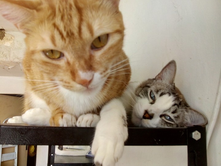 Olímpio and Manuel