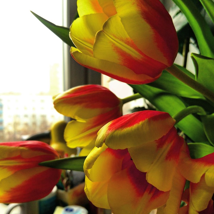 flowers