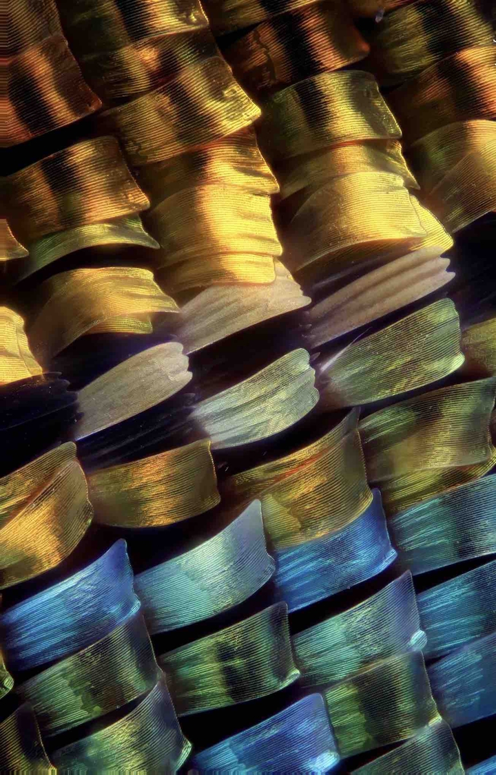 butterfly wing