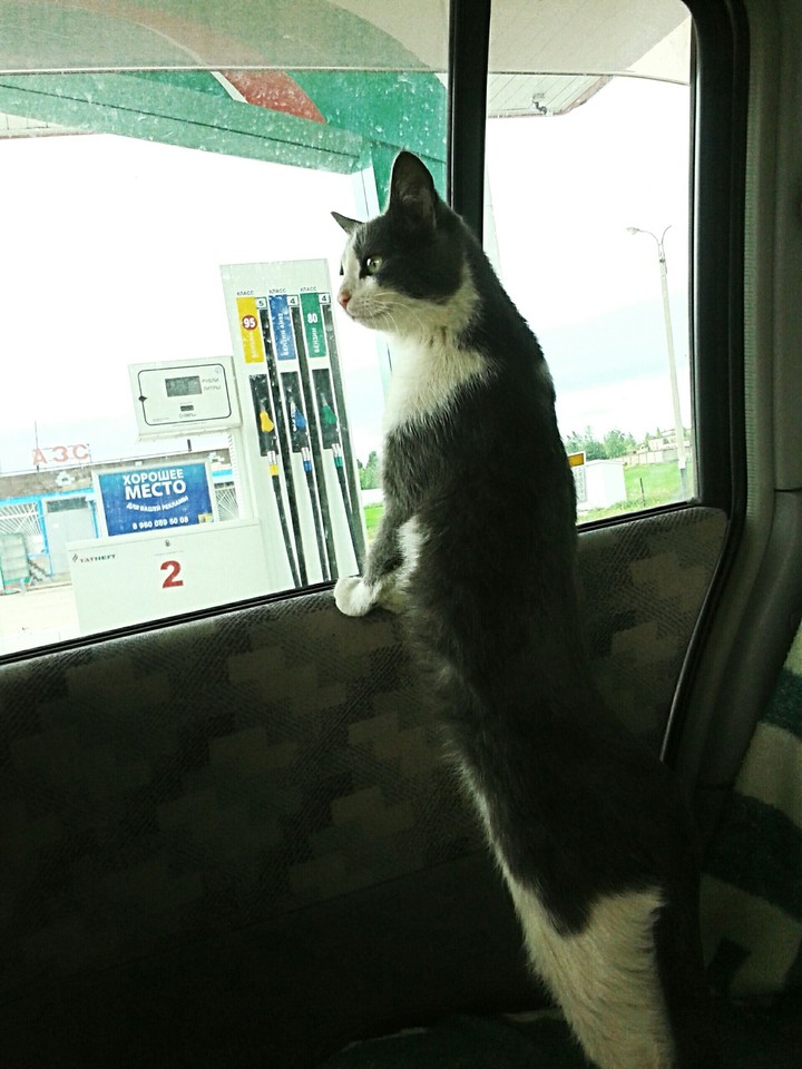 car and cat 2