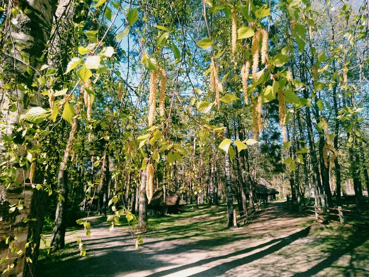 береза