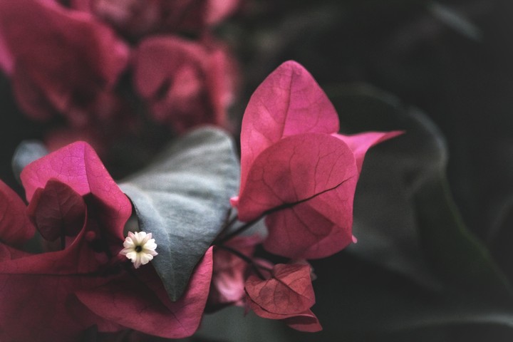 pretty little flower
