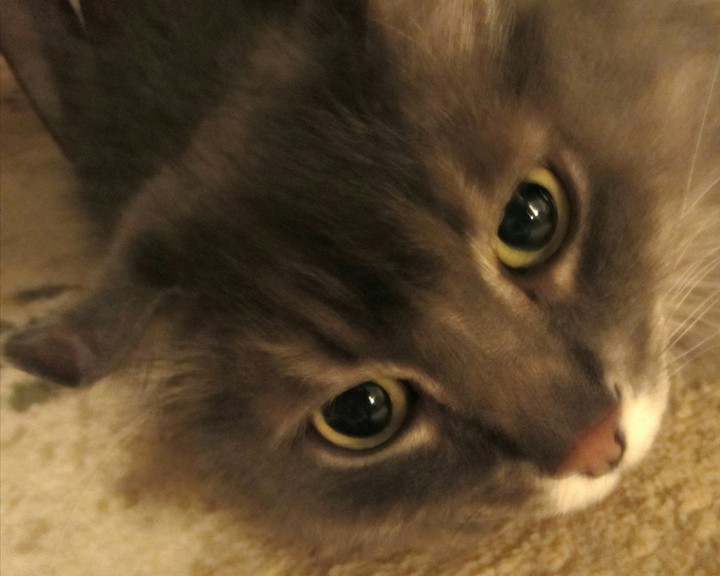 Cat Macsim