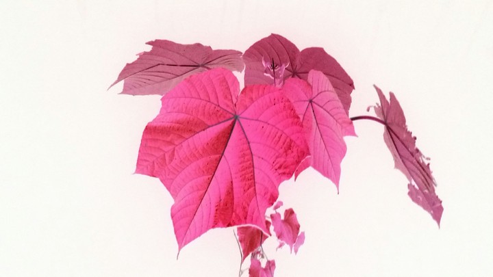 Flower tree s