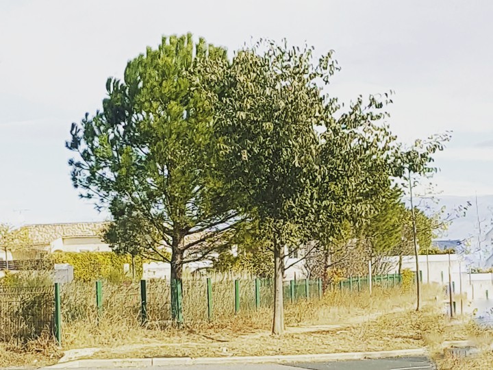 Venté dans les arbres