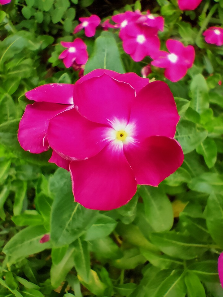 flowers blooming