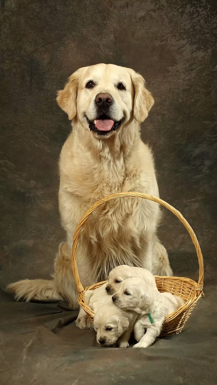 golden retriever with puppies