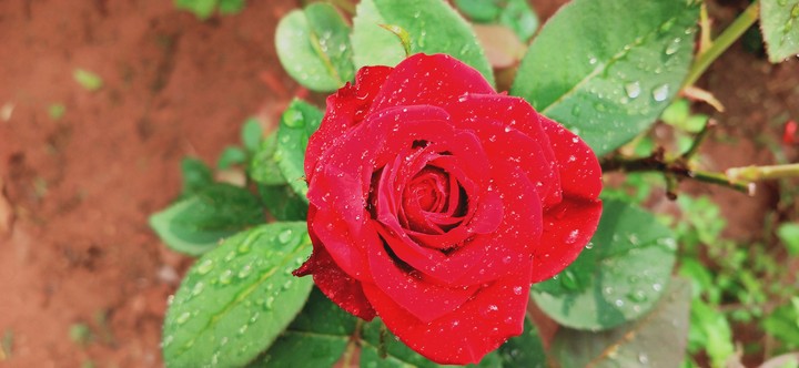 raineee redrose