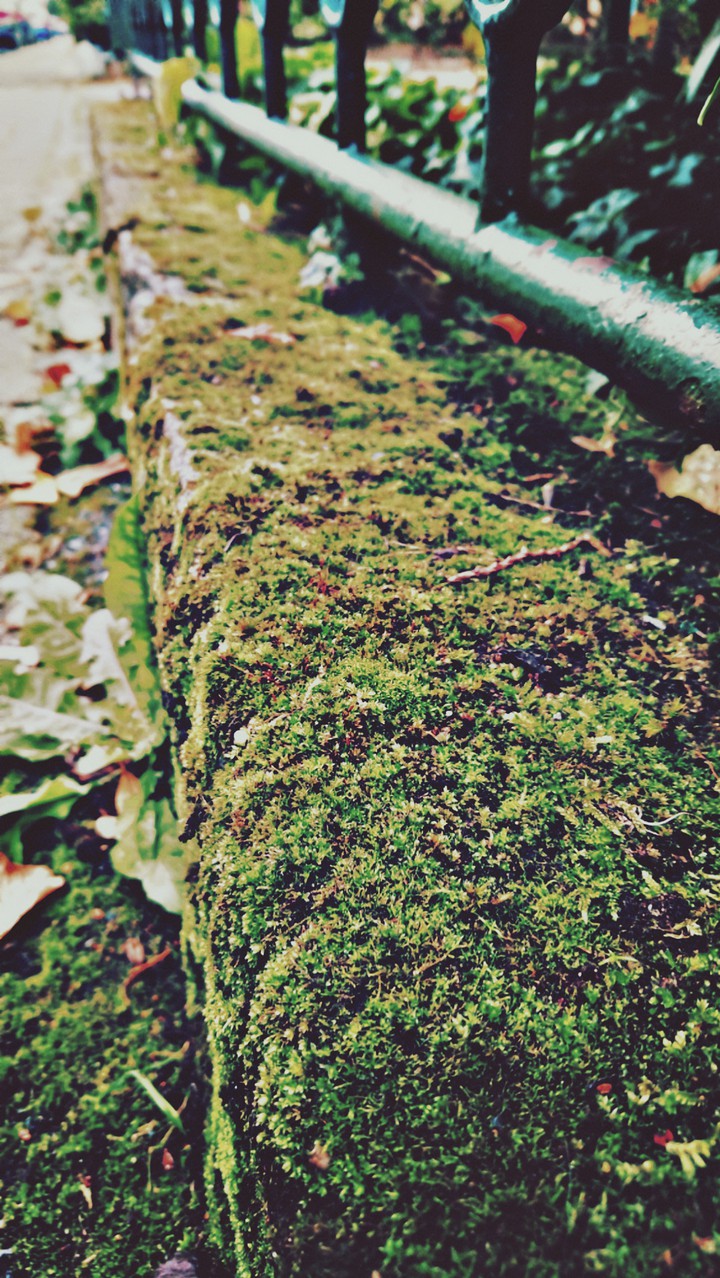 The moss on the wall