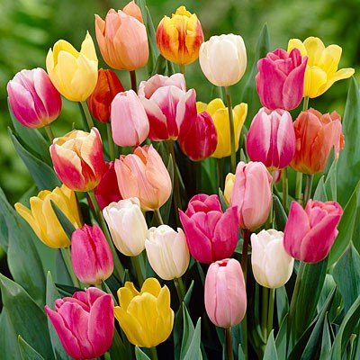 Tulip