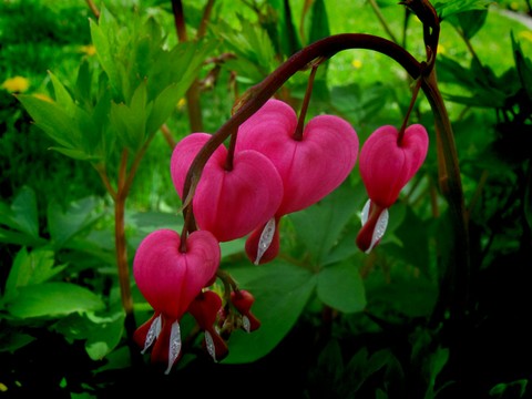 Bleeding hearts
