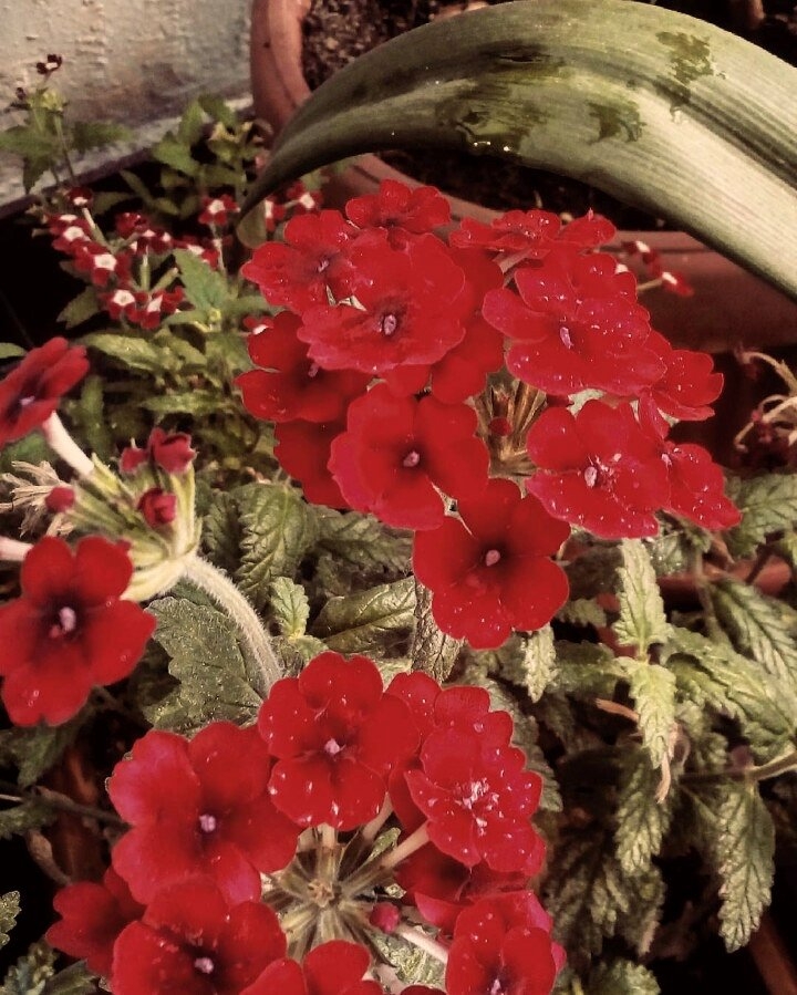 Red pot flowers