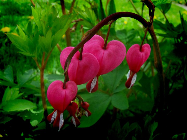 Bleeding hearts