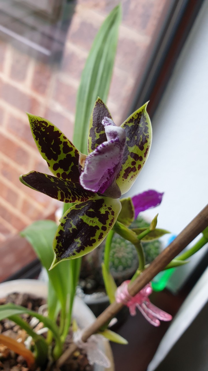 Second new flower