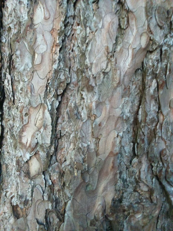 tree, wood