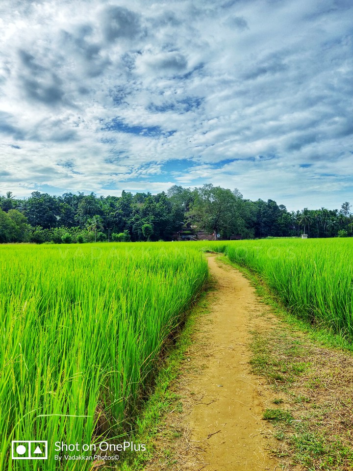 Love Kerala