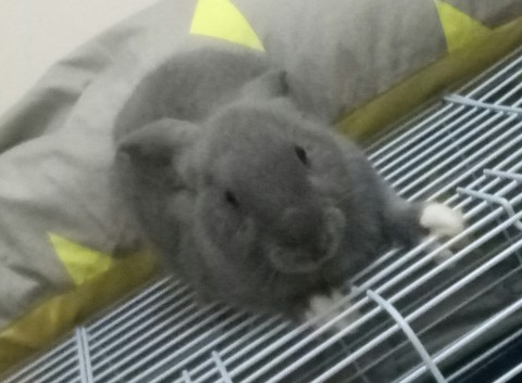rabbit