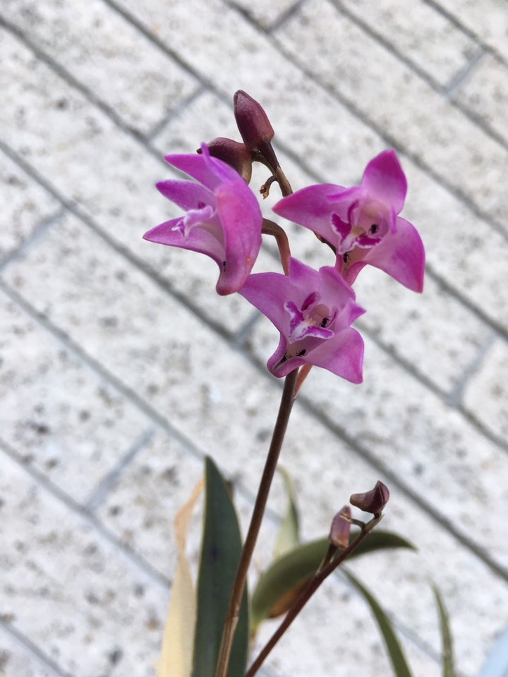 My mother's plant