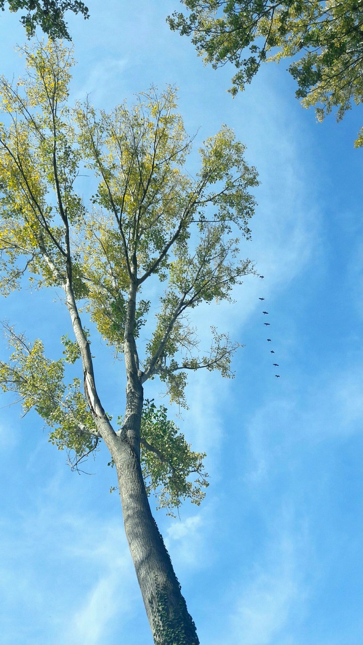 TREE