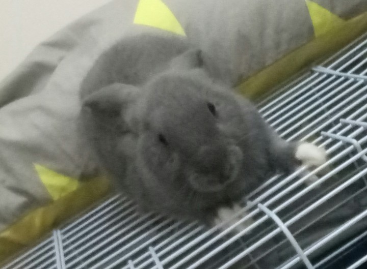 rabbit
