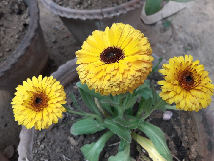Yellow Flower