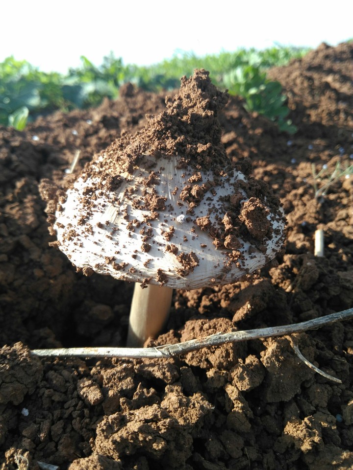 mushroom #