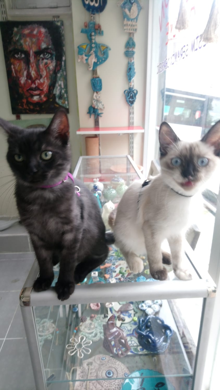 Cat love