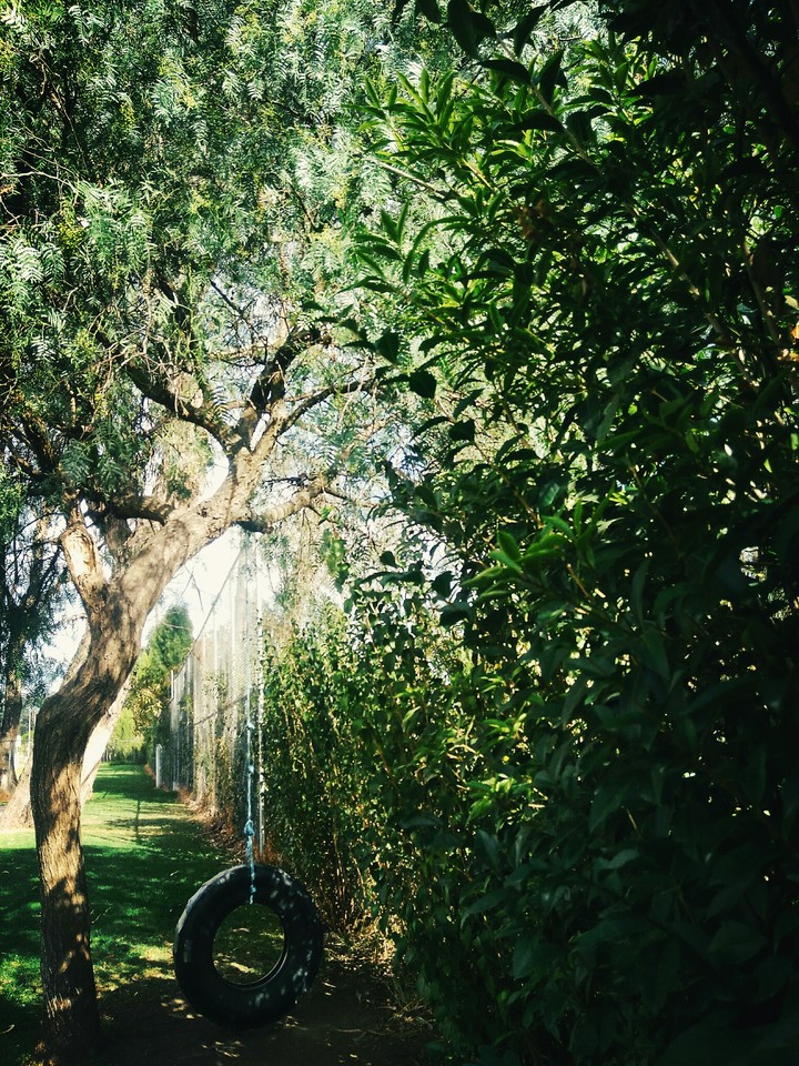 En el árbol