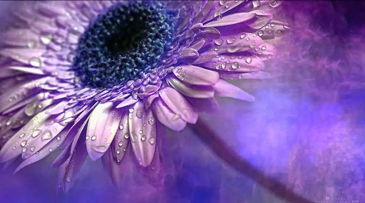purple gerbera
