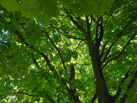 green tree